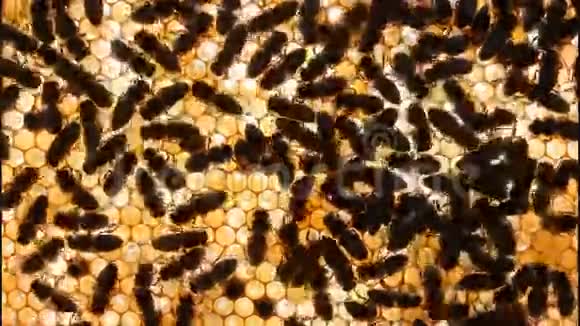蜜蜂在蜂巢上的移动视频的预览图