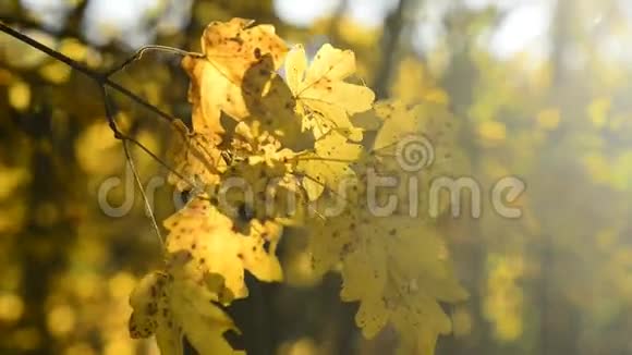 秋天画的叶子视频的预览图