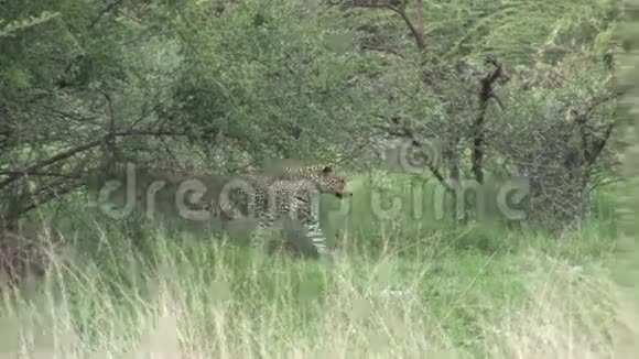 非洲热带草原野生动物哺乳动物视频的预览图