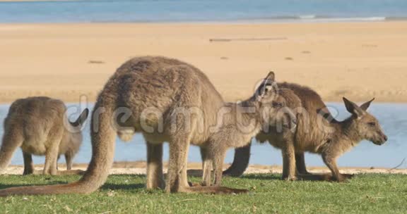 袋鼠瓦拉比有袋动物吃澳大利亚视频的预览图