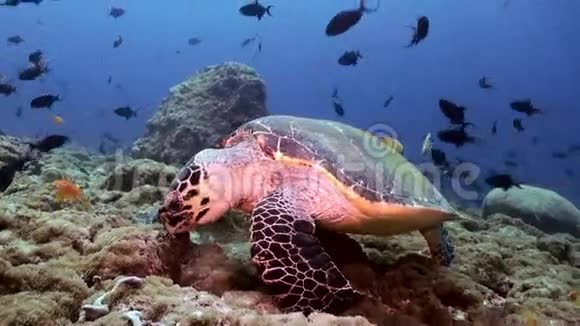 海龟游在珊瑚礁上视频的预览图