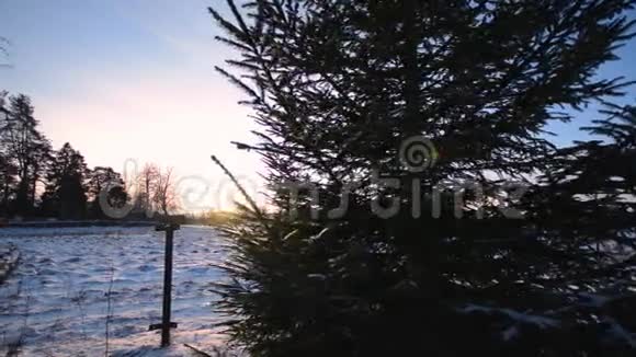 冬季景观松树视频的预览图