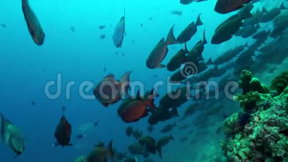 珊瑚礁上的热带鱼学校寻找食物视频的预览图