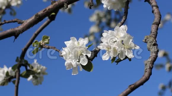 一棵盛开的苹果树春天的晴天春天公园里的开花树视频的预览图