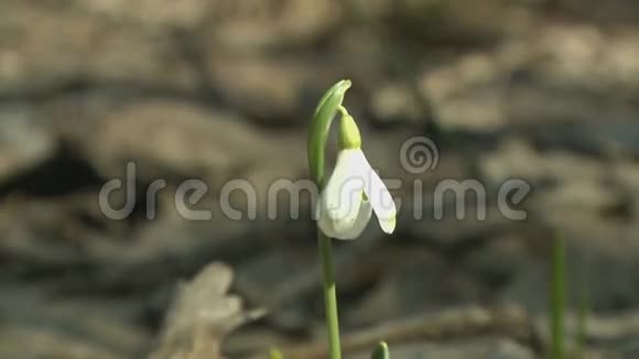 树林里第一朵春花视频的预览图