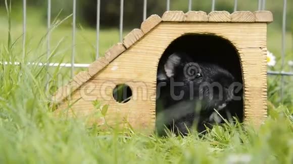 几内亚猪在草地上吃视频的预览图