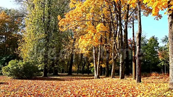 五彩缤纷的秋景视频的预览图
