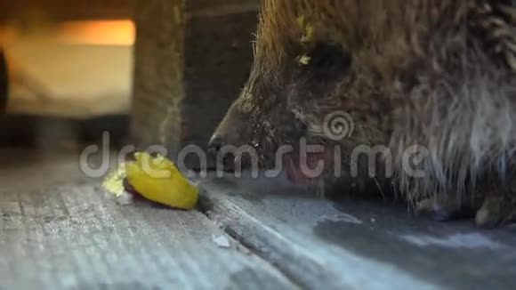 自然界中的甜刺猬在花园里觅食超高清4k实时视频的预览图