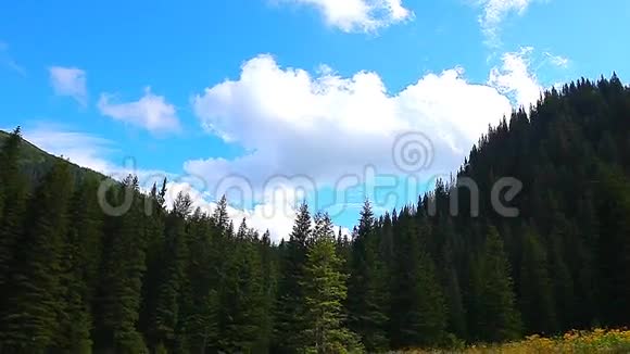 喀尔巴阡山脉的松林视频的预览图