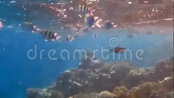 珊瑚上有很多鱼视频的预览图