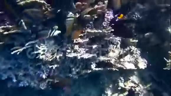 珊瑚上有很多鱼视频的预览图