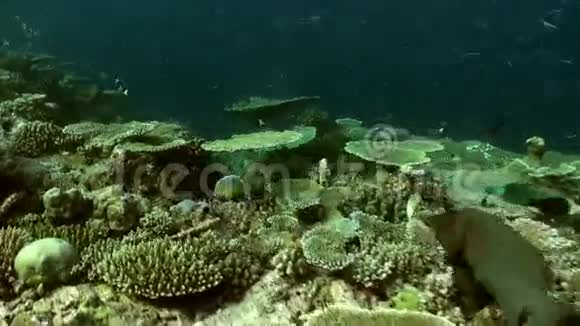 珊瑚礁的水下景观马尔代夫视频的预览图