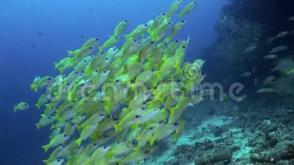 海礁上黄色热带鱼群视频的预览图