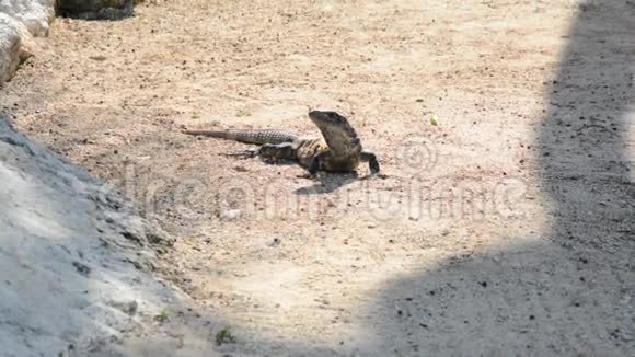 鬣蜥在它们的自然栖息地视频的预览图