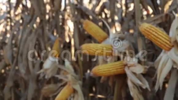 玉米田种植园的玉米芯视频的预览图