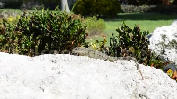 鬣蜥在它们的自然栖息地视频的预览图