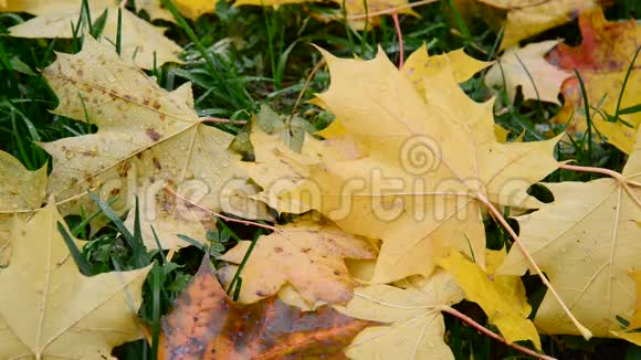 秋天黄枫叶在草地上视频的预览图