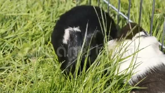 几内亚猪在草地上吃视频的预览图