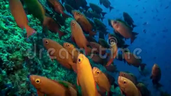 红色热带鱼在海礁上游泳视频的预览图