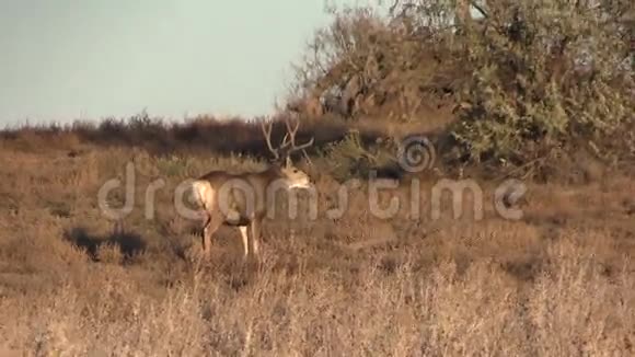 鹿鹿鹿在田里视频的预览图
