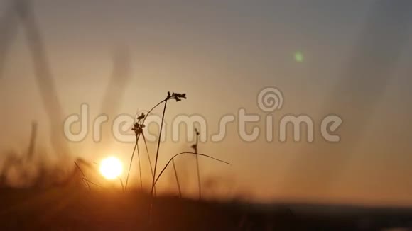 自然日落草地在风中摇曳在美丽的自然日落剪影上视频的预览图