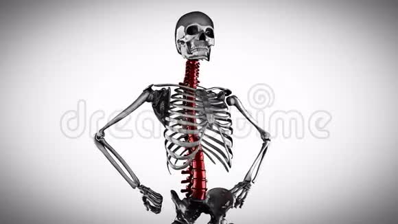 人体骨骼模型在灰色背景下旋转视频的预览图