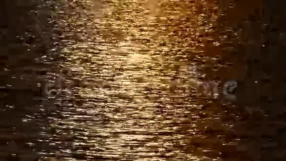 夕阳中金色的水黄色背景视频的预览图