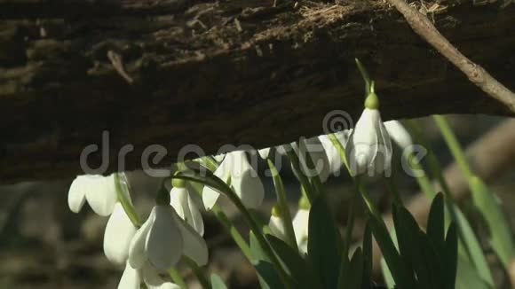 树林里第一朵春花视频的预览图