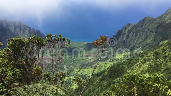 夏威夷考艾岛的怀米亚峡谷的卡拉劳眺望视频的预览图