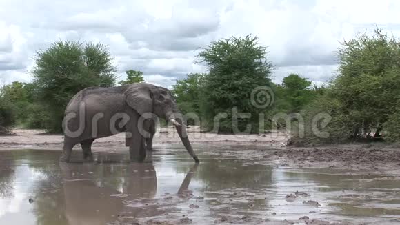 非洲博茨瓦纳大草原野生象象形目视频的预览图