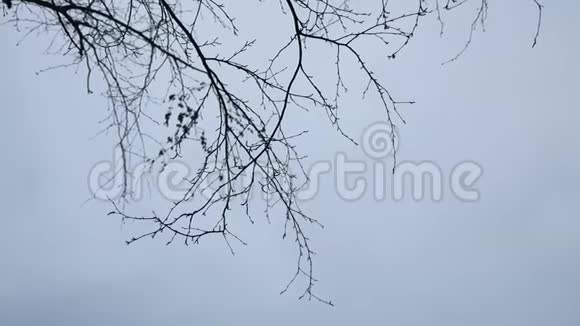 户外白色背景的干燥树枝视频的预览图