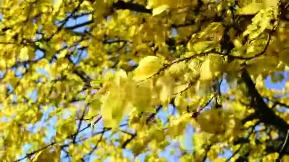 秋天画的叶子视频的预览图