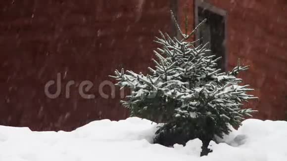 下雪了圣诞树也掉了视频的预览图