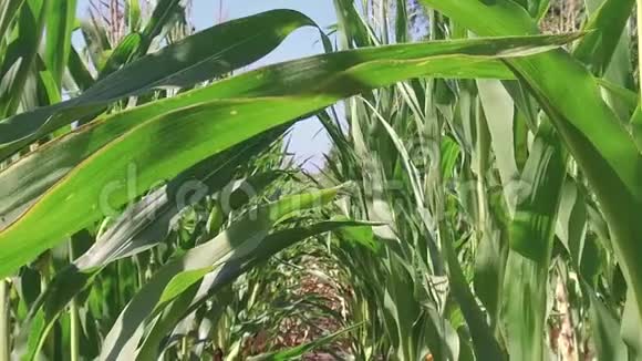 玉米地玉米农场稳定绿草农业美国自然视频美国运动玉米农场视频的预览图