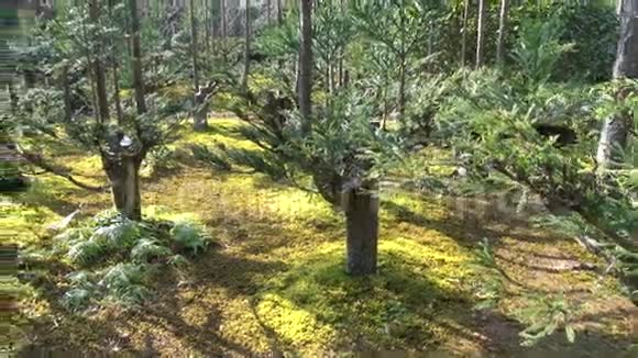 日本京都森林植树视频的预览图
