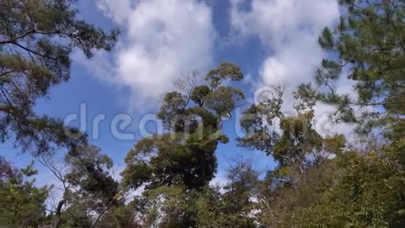 日本京都森林中的大树视频的预览图