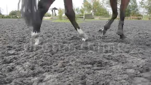马脚在沙子上奔跑双腿紧紧地在潮湿泥泞的地面上飞驰视频的预览图