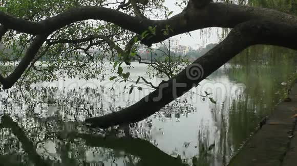 树木倒映入湖中视频的预览图