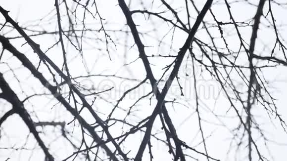 干燥的冬季树枝白色背景户外自然视频的预览图