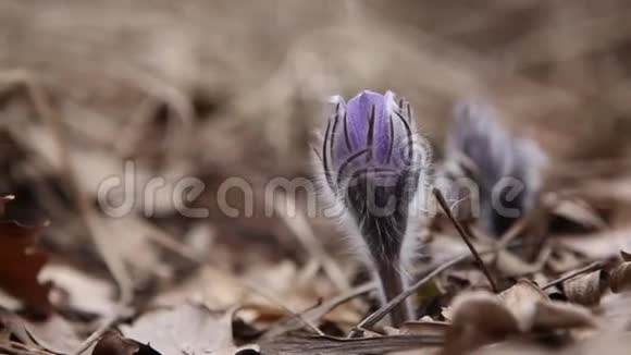 第一春花草视频的预览图