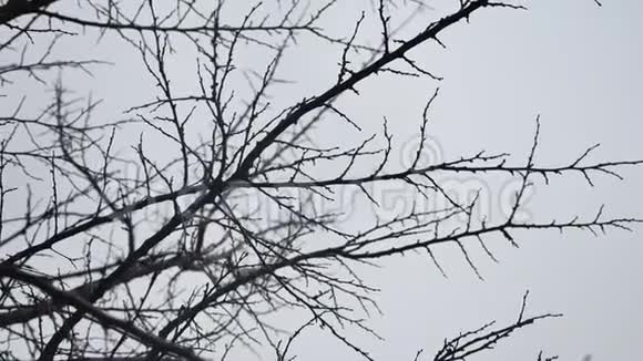 干燥的树枝在白色背景的户外自然冬季视频的预览图