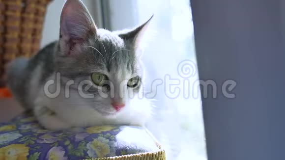 灰色的小猫坐在窗边猫猫猫宠物的美丽肖像视频的预览图