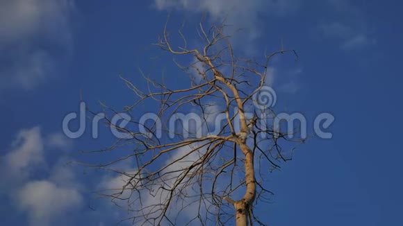 蓝色背景的干燥树枝视频的预览图