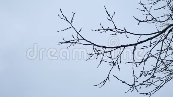 干燥的树枝在白色的户外背景自然视频的预览图