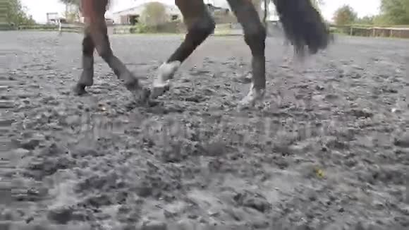 马脚在沙子上奔跑双腿紧紧地在潮湿泥泞的地面上飞驰视频的预览图