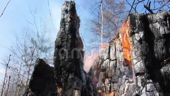 开火烧毁的树木视频的预览图