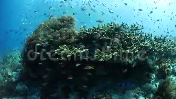 热带太平洋学礁鱼视频的预览图