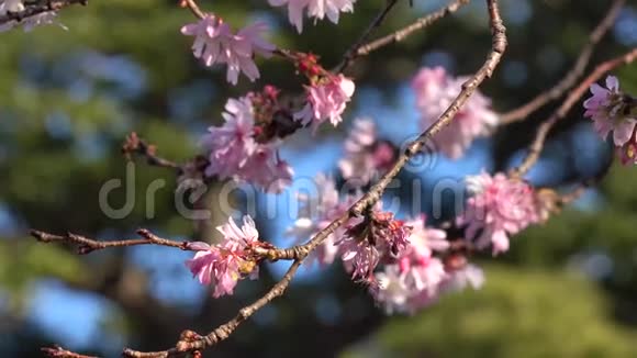 日本东京公园的樱花视频的预览图