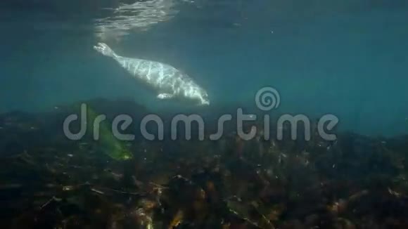 灰海豹在日本海的水下草地上游泳视频的预览图