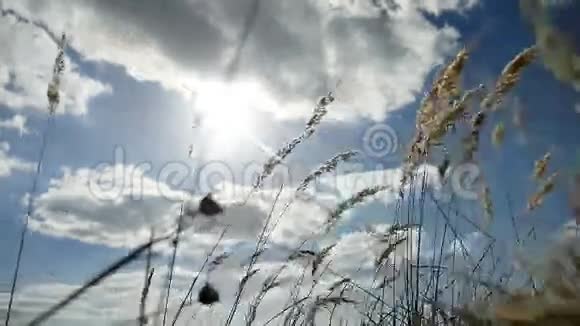 蓝天秋色自然树背景下田野里寂寞的草干了视频的预览图